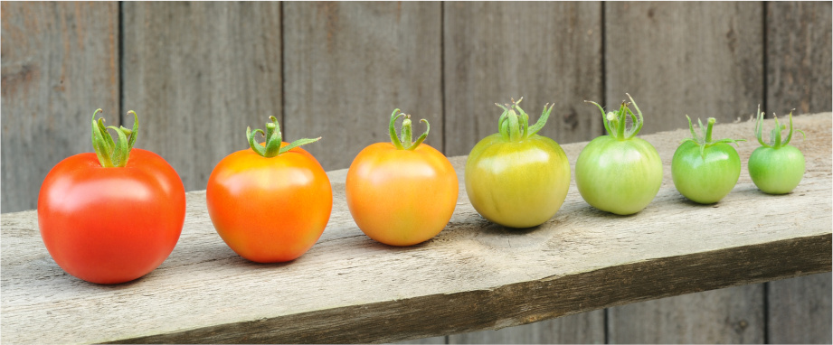 What is the growth stage of the product life cycle? What is the growth stage of the product life cycle?